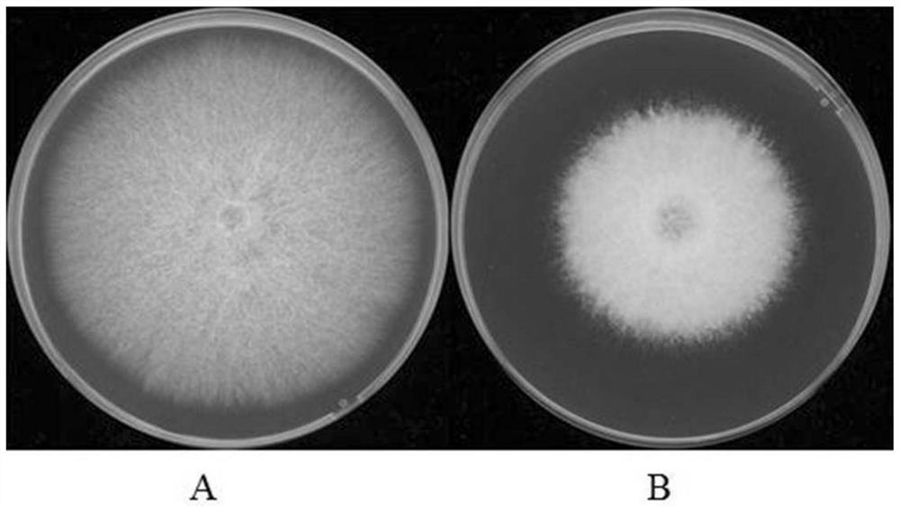 A Banana Endophytic Bacillus Veles and Its Application