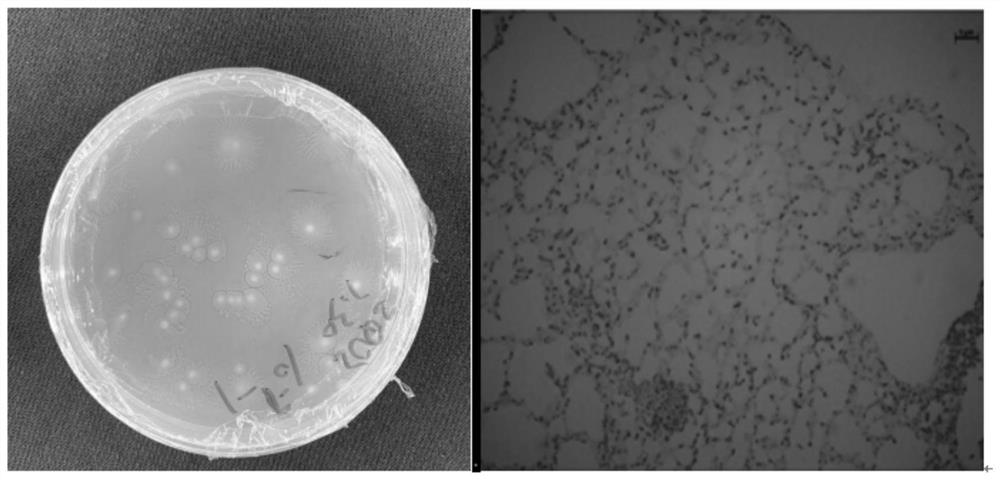 A Soil Proteus and Its Application