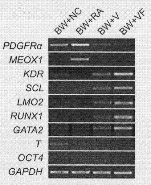 Preparation method of hemopoietic progenitor cells and special medium for the same