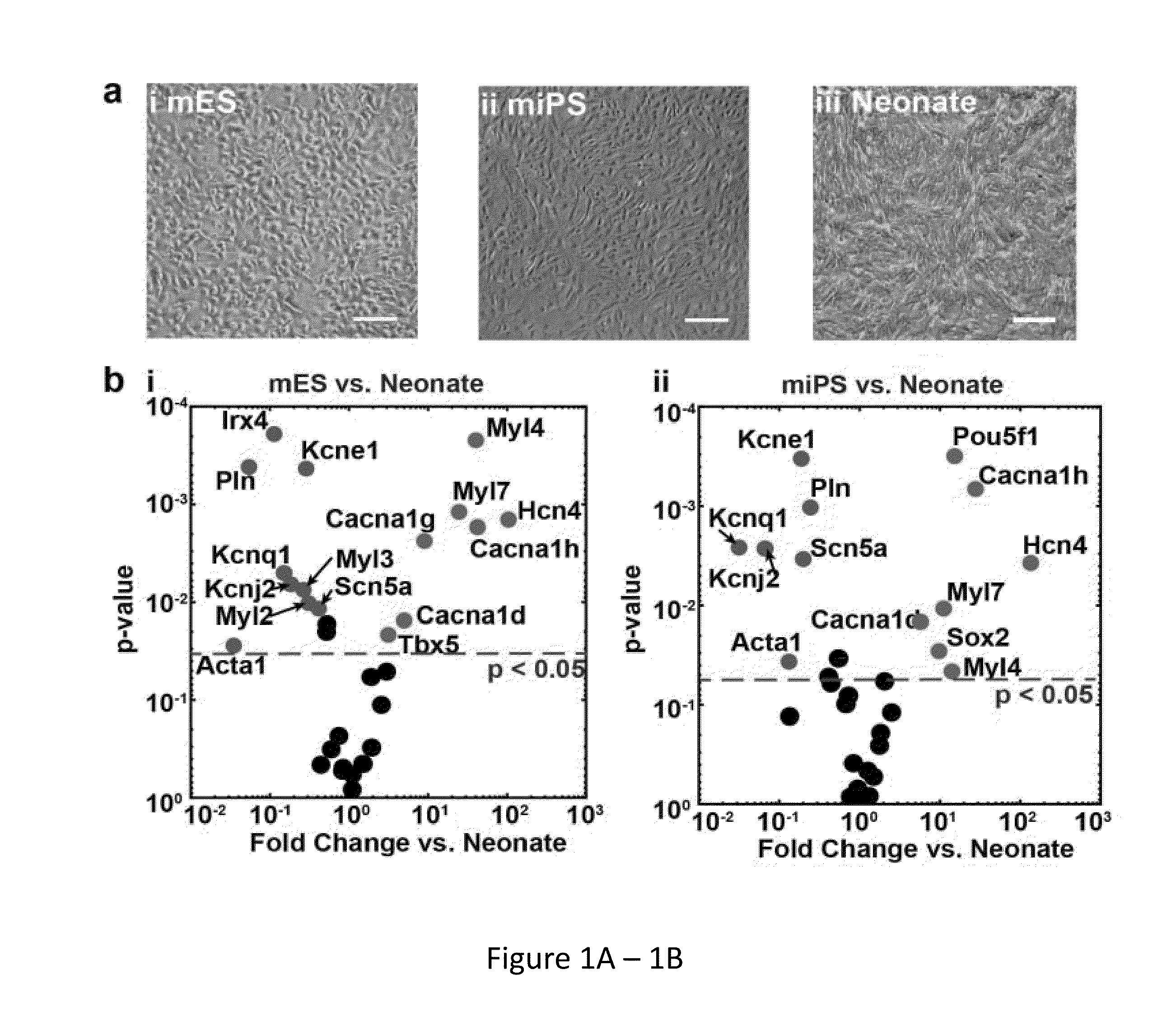 System and Method for Determining Quality of Stem Cell Derived Cardiac Myocytes