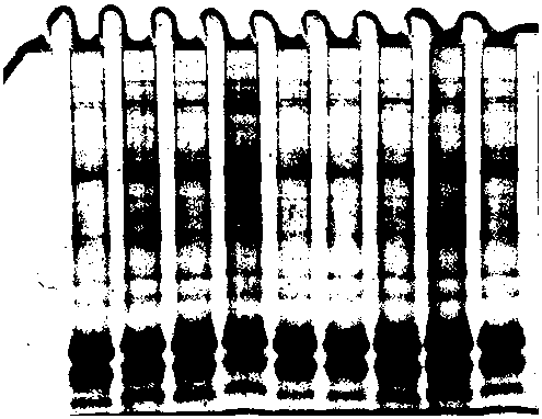 Extraction of Lily Total Protein and Method of Obtaining Differential Protein Map by Two-dimensional Electrophoresis