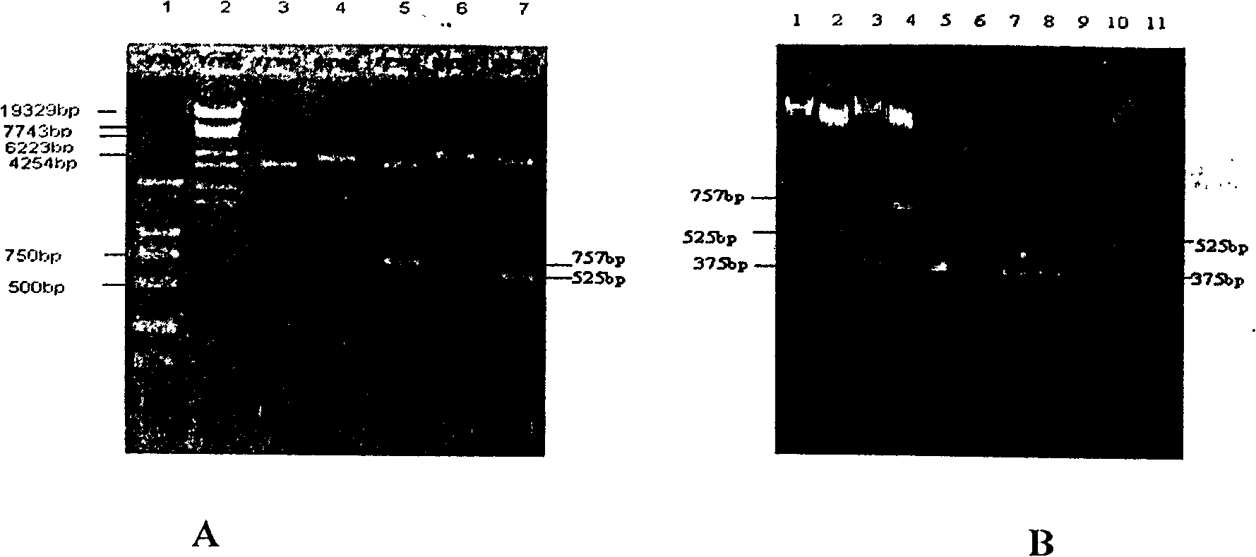 Construction of attenuation salmonella bacterin with Vp3 and TRAIL co-expression plasmid