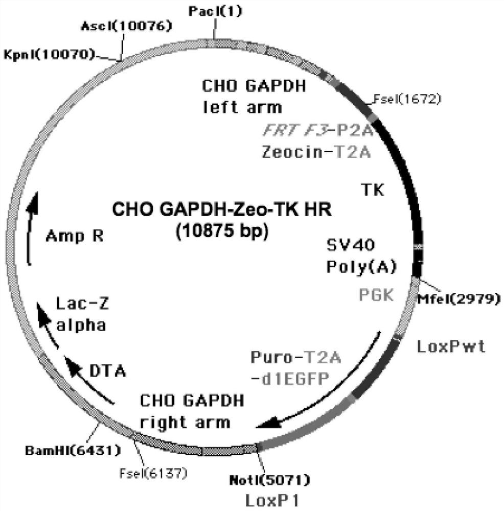 Methods for engineering host cell genomes and uses thereof