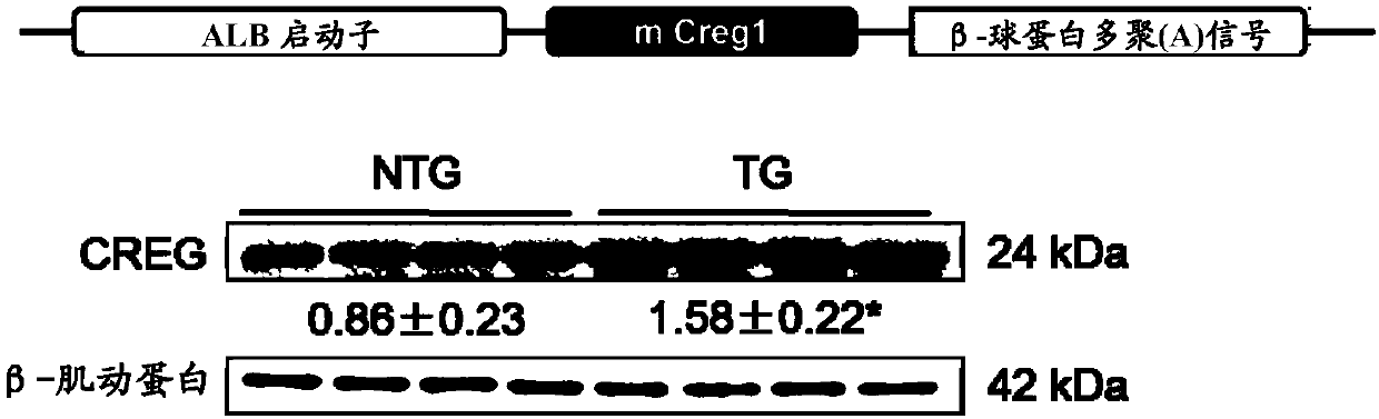 Applications of CREG in treatment of nonalcoholic fatty liver disease and type 2 diabetes