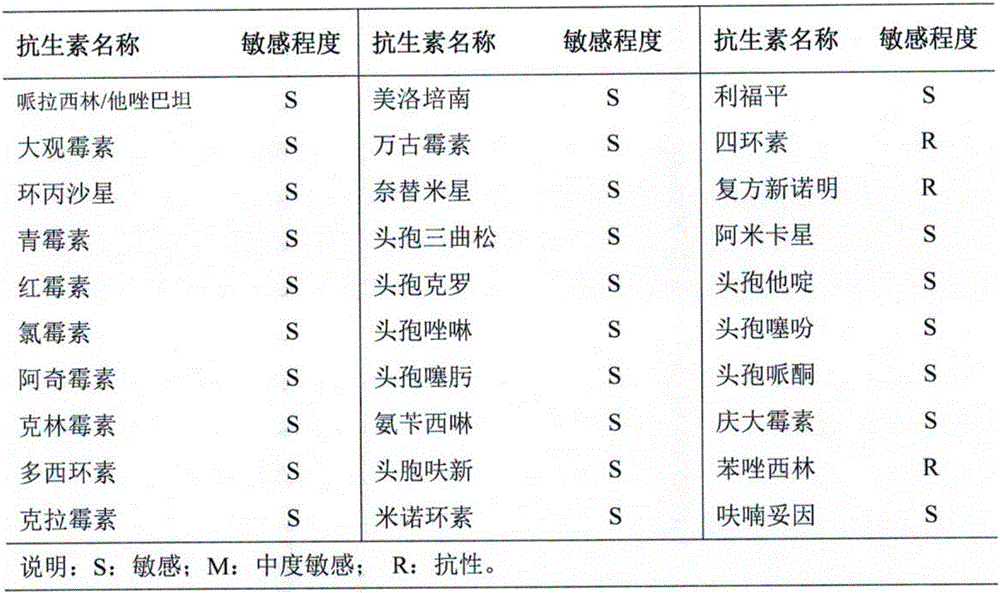 Kefir yoghourt with probiotic function and preparation method thereof