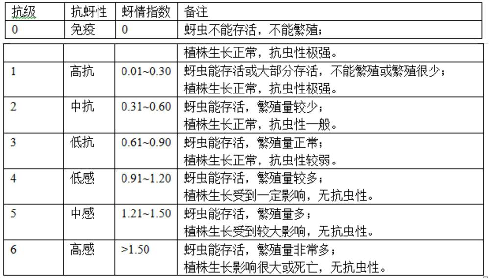 Wheat growth period field aphid resistance screening and identifying device