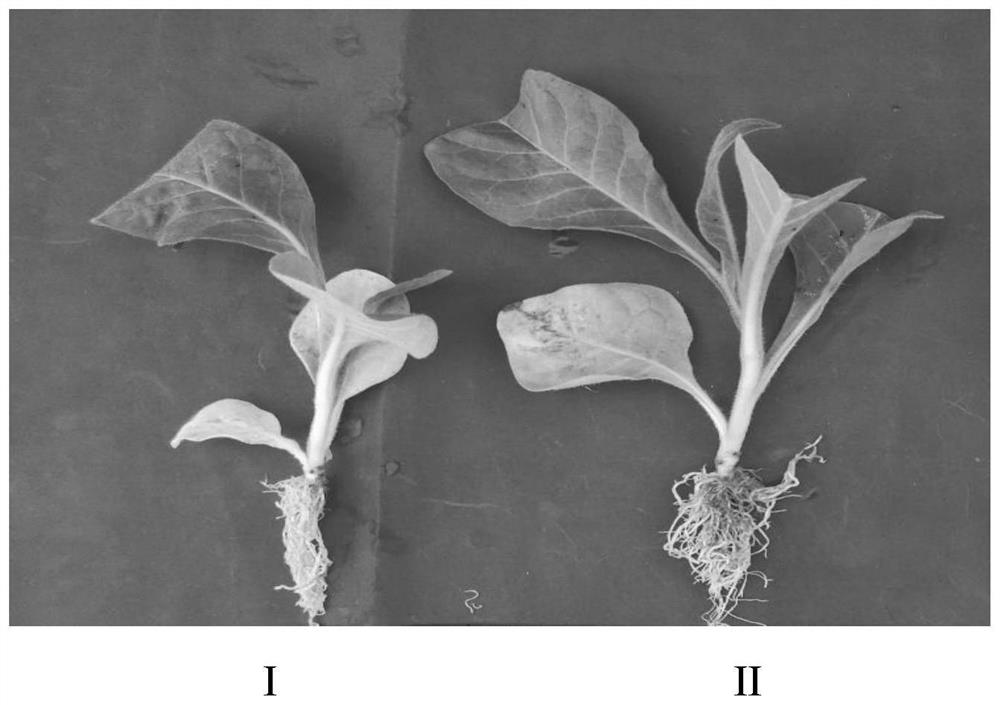 Water-saving and fertilizer-saving seedling raising method for under-film tobacco seedlings