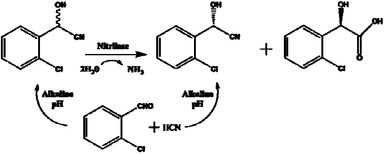 Preparation method of (R)-chloromandelic acid