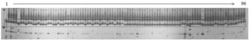 A kind of indel molecular marker primer of wax gourd skin color gene and its application