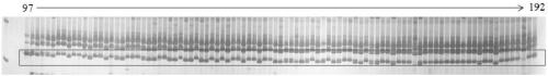 A kind of indel molecular marker primer of wax gourd skin color gene and its application