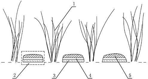 Planting method of wild rice shoots interplanted with stropharia rugoso-annulata