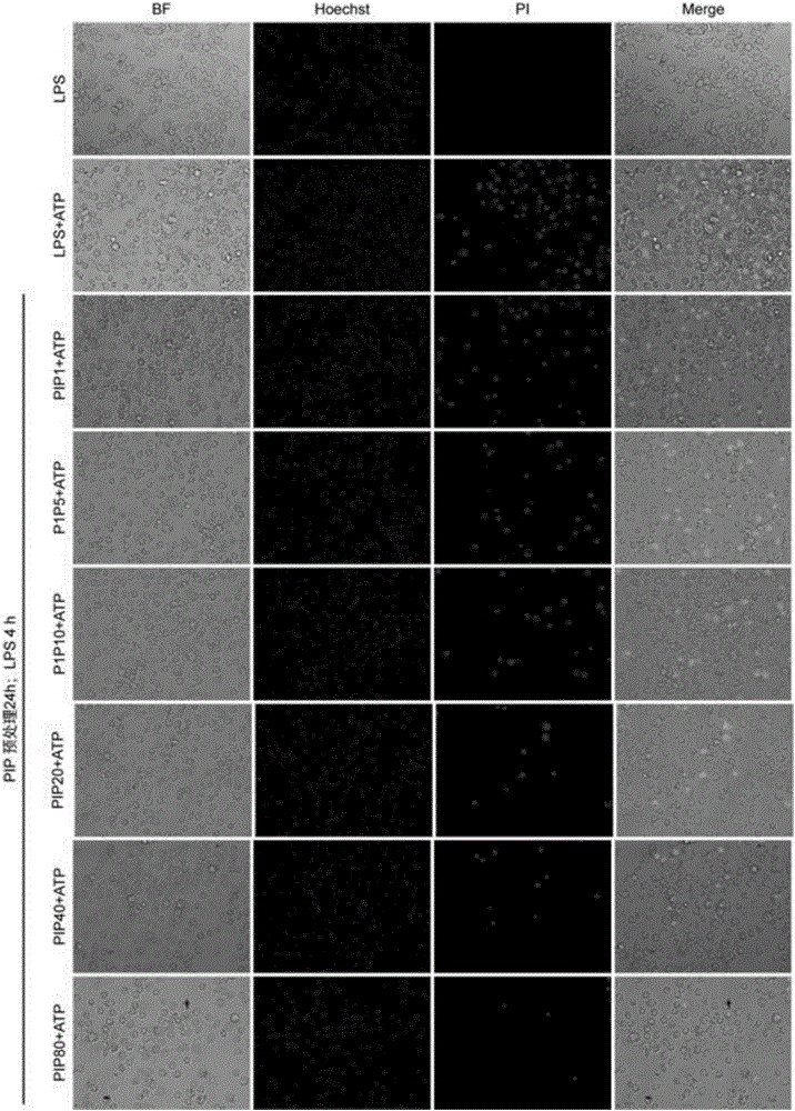 Application of piperine in preparation of drugs for resisting pyroptosis and multiple organ injury