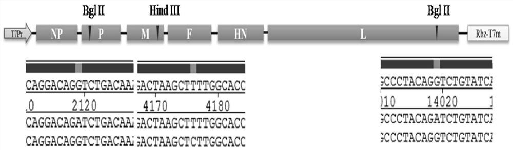 HN protein mutant gene VII type Newcastle disease virus recombinant vaccine strain