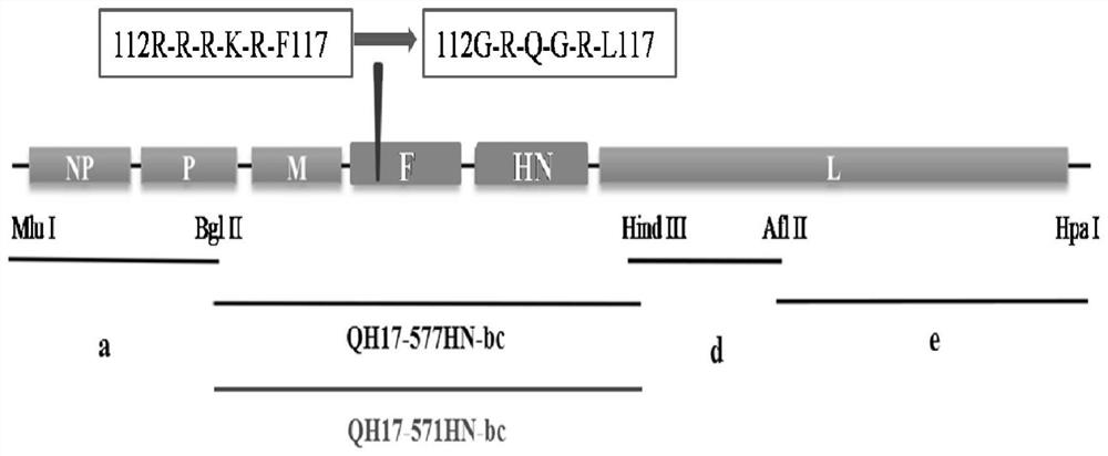 HN protein mutant gene VII type Newcastle disease virus recombinant vaccine strain