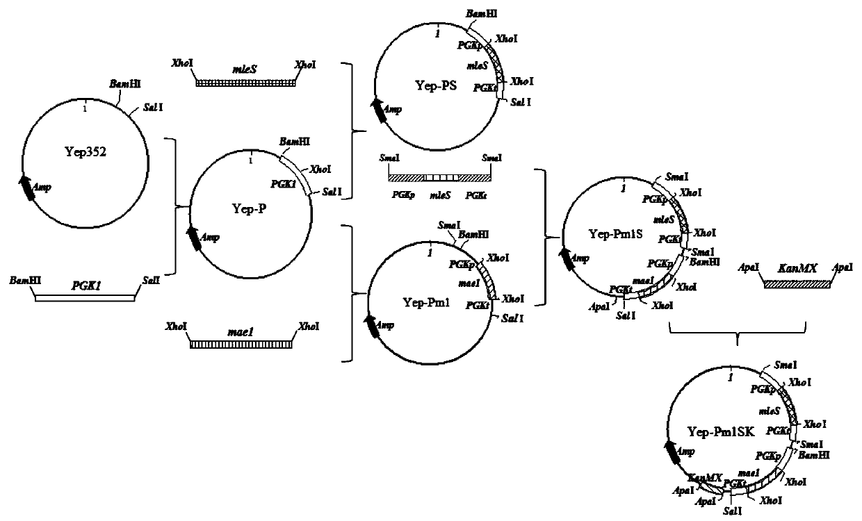 Grape juice yeast strain with low higher alcohol yield and strong malic acid degradation and application of grape juice yeast strain