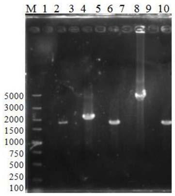 Grape juice yeast strain with low higher alcohol yield and strong malic acid degradation and application of grape juice yeast strain