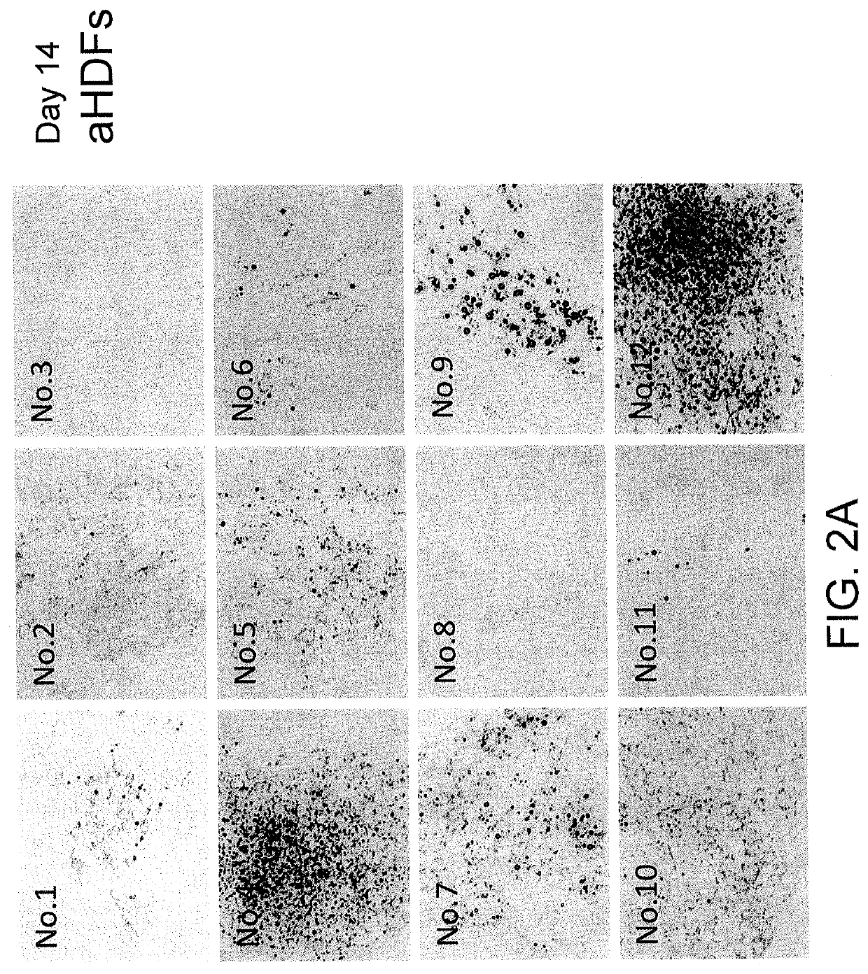 Brown fat cells and method for preparing same