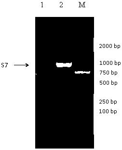 A kind of grass carp reovirus fibril-like spike vp56 protein subunit vaccine and its preparation method and application