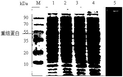 A kind of grass carp reovirus fibril-like spike vp56 protein subunit vaccine and its preparation method and application