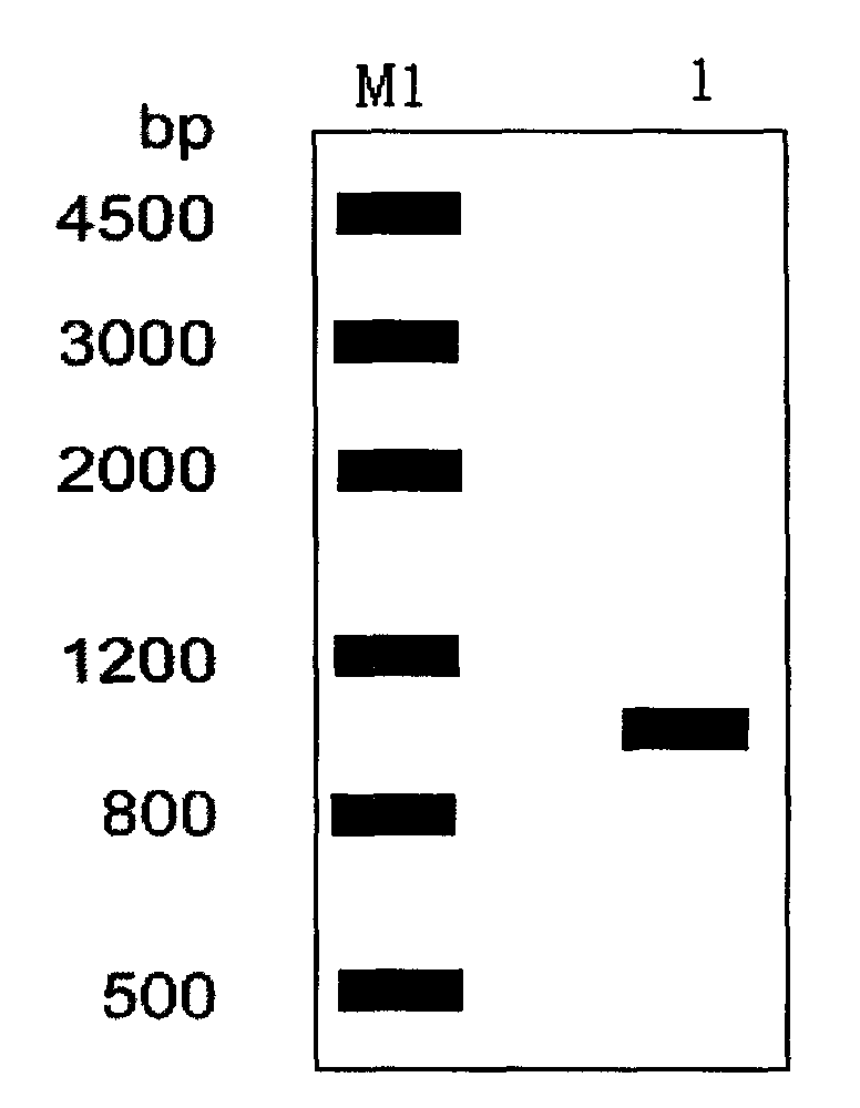 Thermostable carboxylesterase gene, coding protein and application thereof