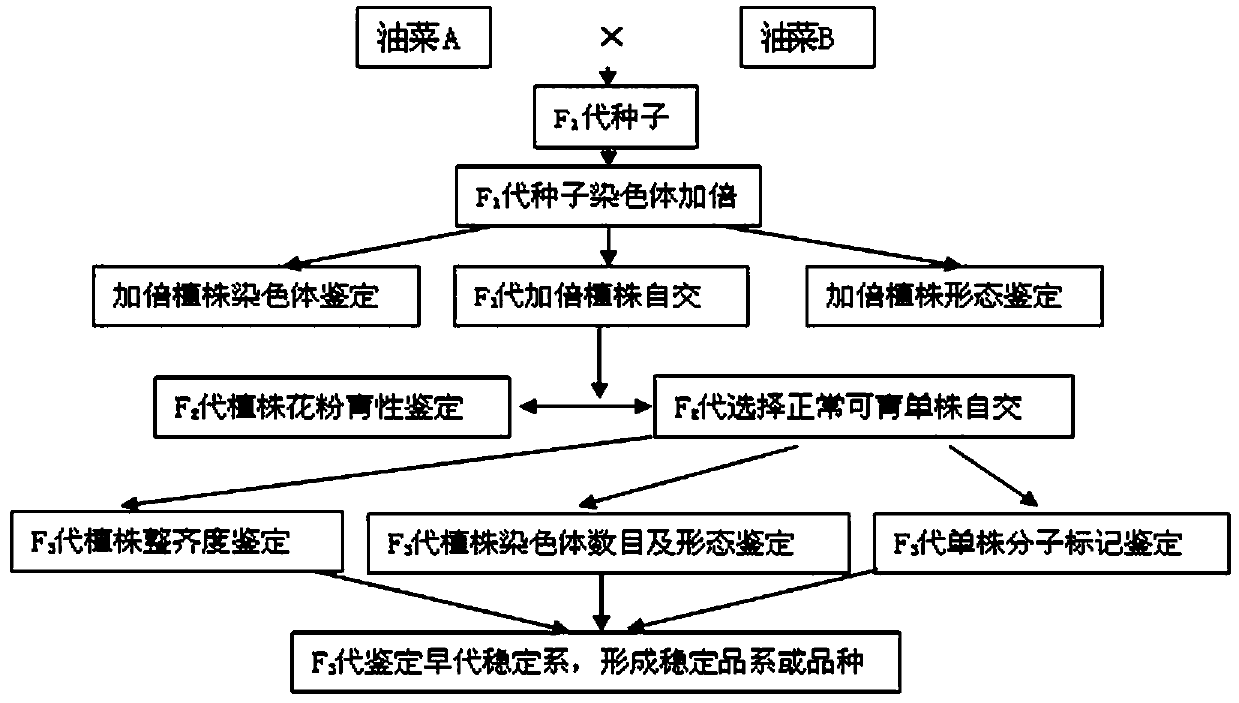 Method for Large-scale Creation of Rapeseed Rapeseed Genetically Stable Population by Double Haploid Inducer Line