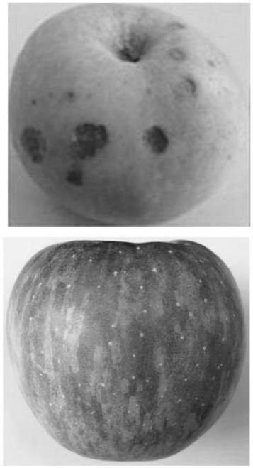 Sugar-increasing and color-increasing insecticidal composite bacterial fertilizer for sugar-core Fuji apples and preparation method thereof