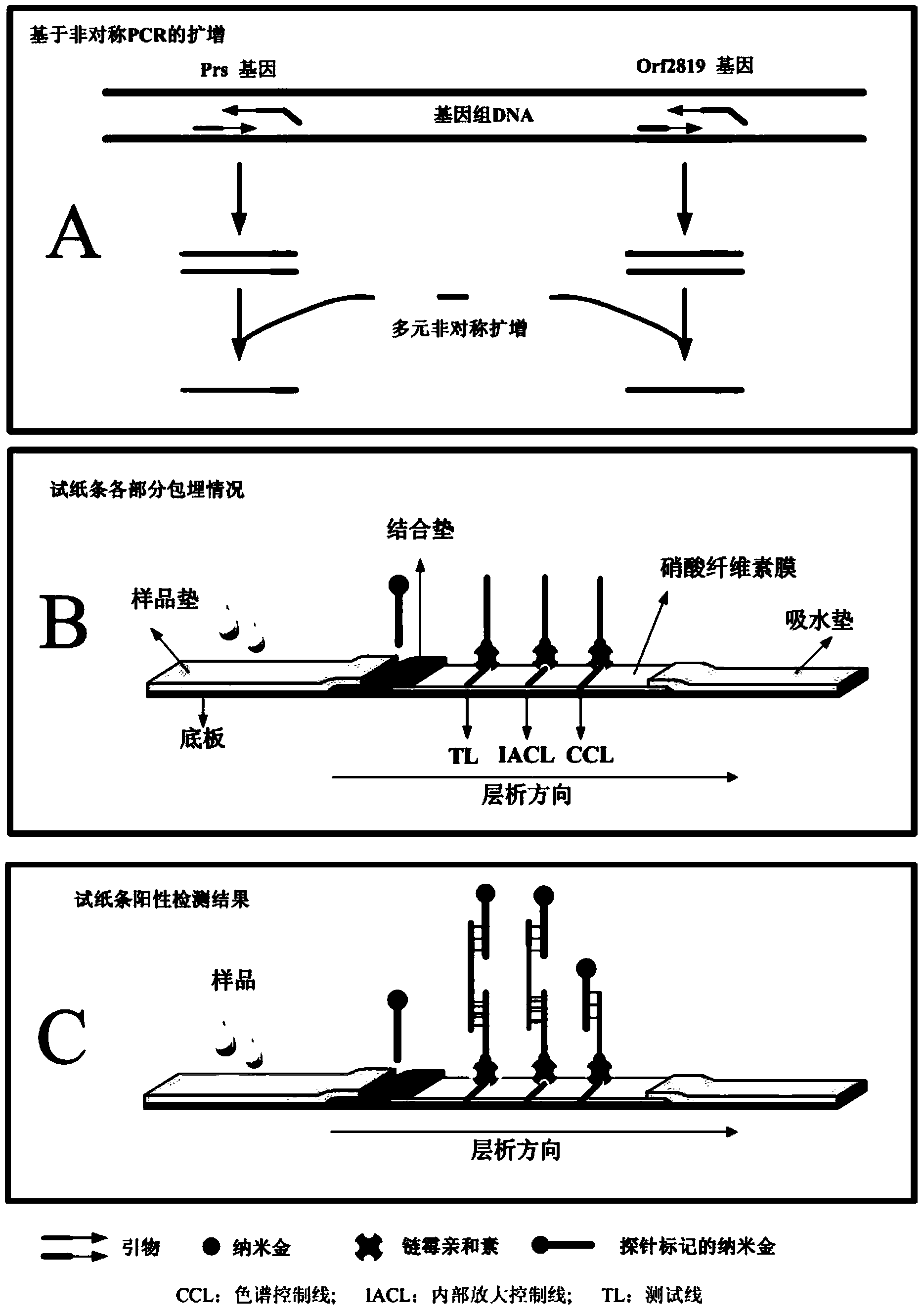 Method for quickly identifying food pathogenic bacteria subtype based on asymmetric polymerase chain reaction (PCR) combined test strip platform and kit