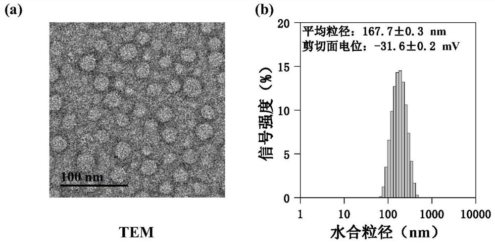 A kind of targeted pharmaceutical composition and application thereof loaded with amphotericin b and doxorubicin