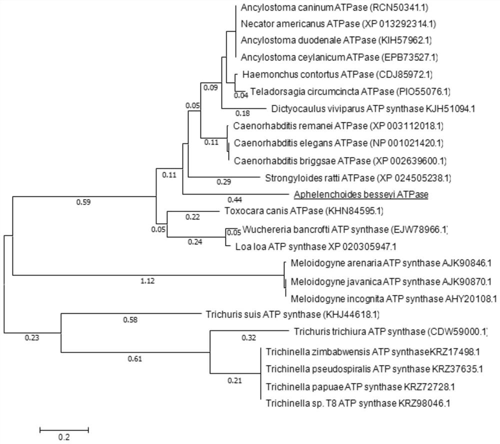 Aphelenchoides besseyi ATP synthetase and application thereof