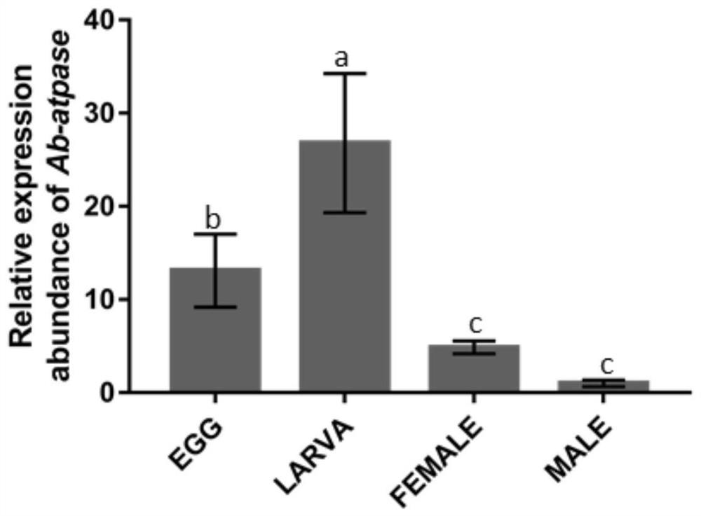 Aphelenchoides besseyi ATP synthetase and application thereof