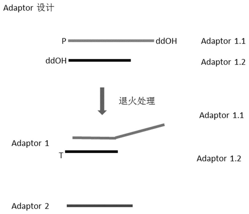 A kind of nucleic acid linker and library construction method for high-throughput sequencing
