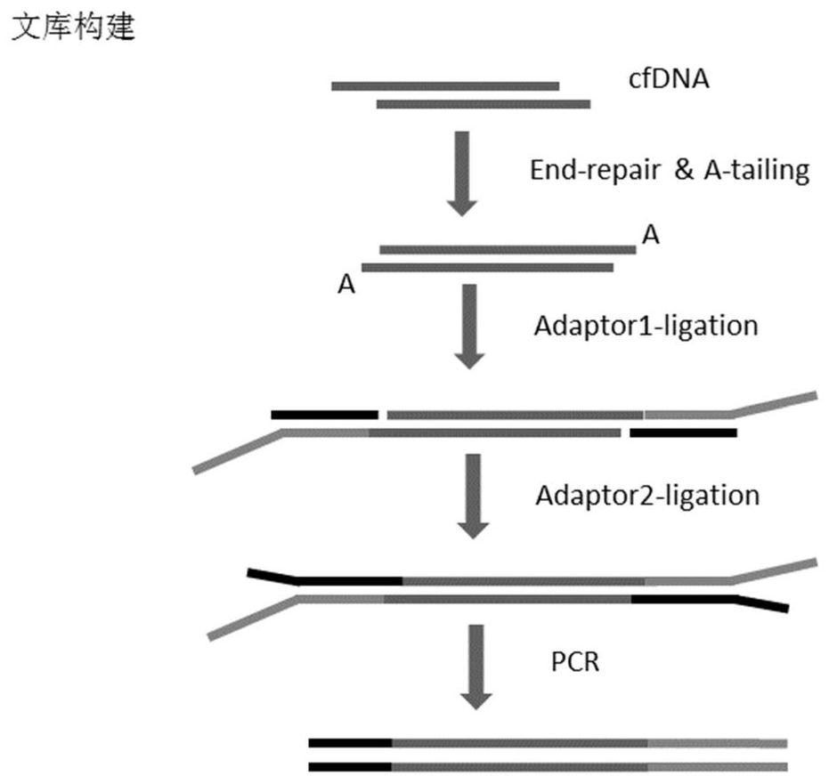 A kind of nucleic acid linker and library construction method for high-throughput sequencing