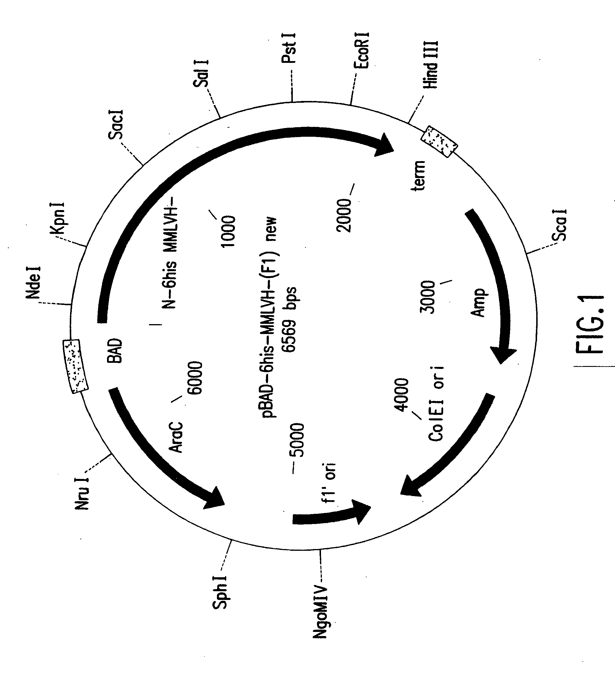 Thermostable reverse transcriptases and uses thereof