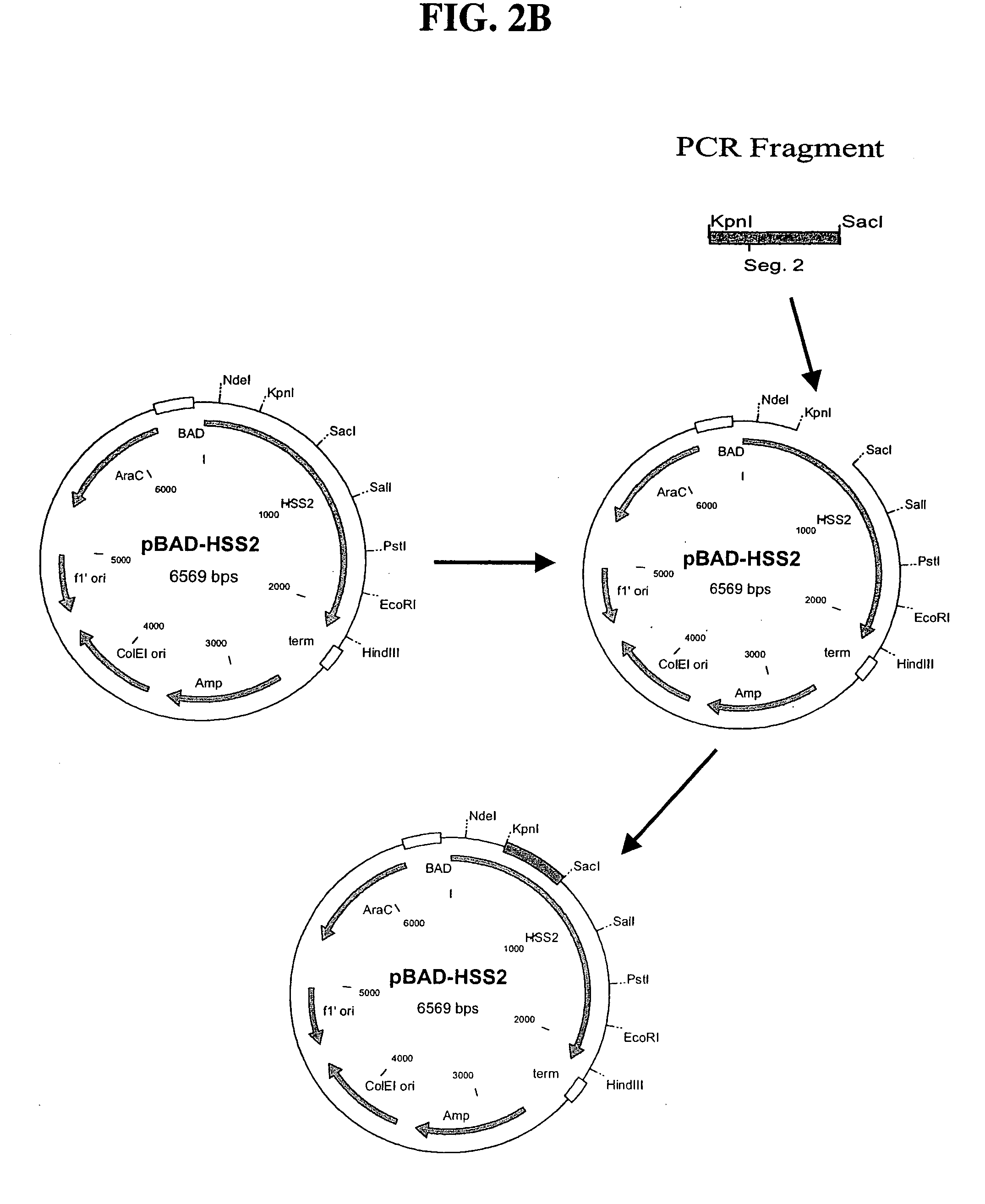 Thermostable reverse transcriptases and uses thereof