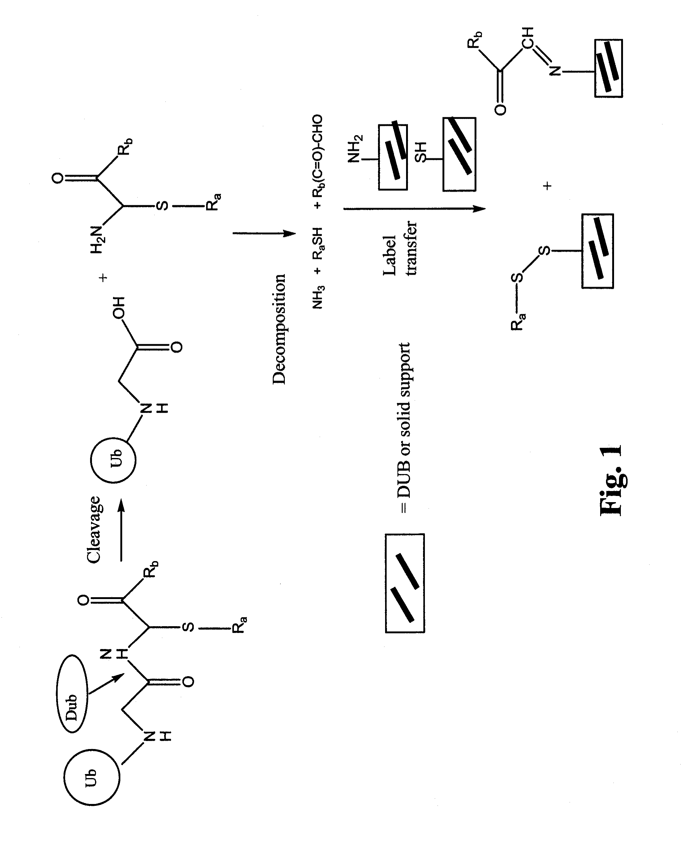 Synthetic protease substrates, assay methods using such substrates and kits for practicing the assay