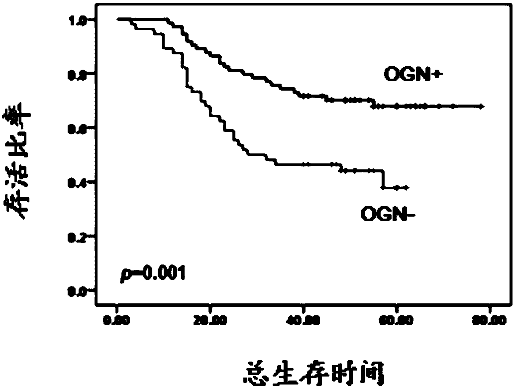 Kit for determining prognosis of colorectal cancer through protein marker