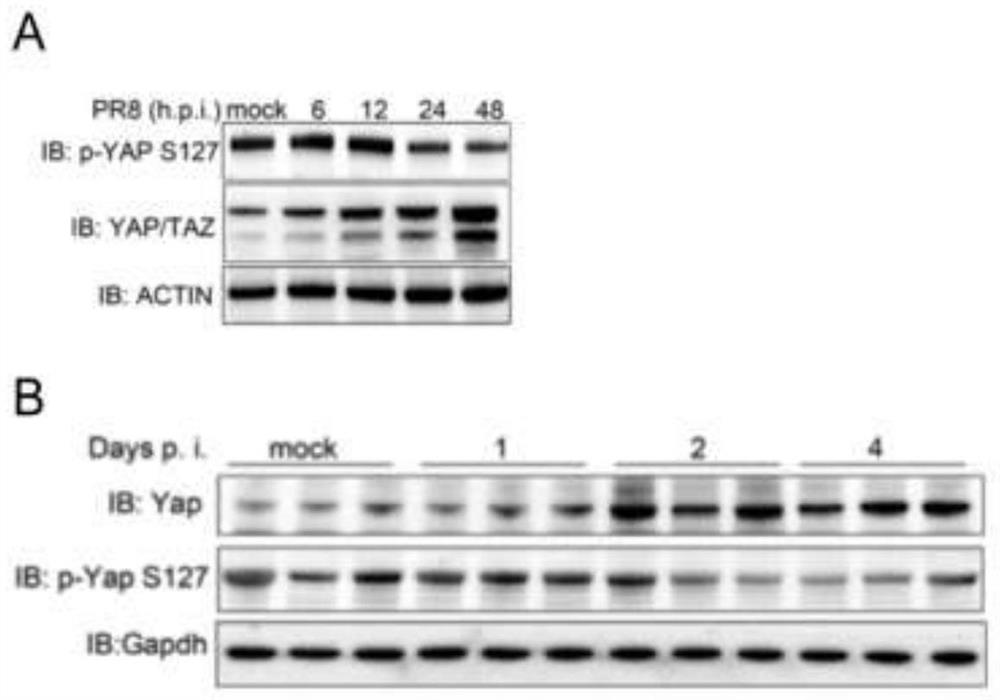 Application of YAP/TAZ protein as target molecule in preparation of anti-influenza A virus drugs
