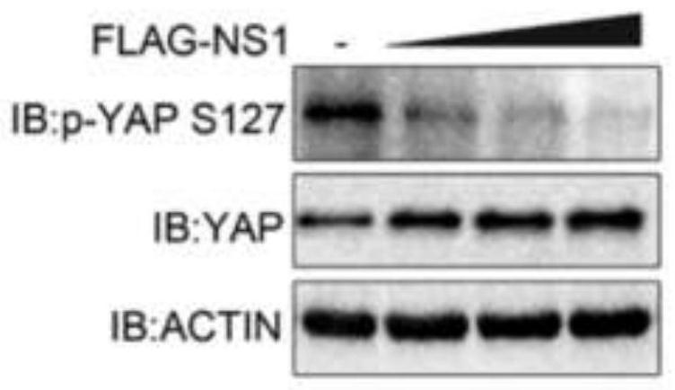 Application of YAP/TAZ protein as target molecule in preparation of anti-influenza A virus drugs
