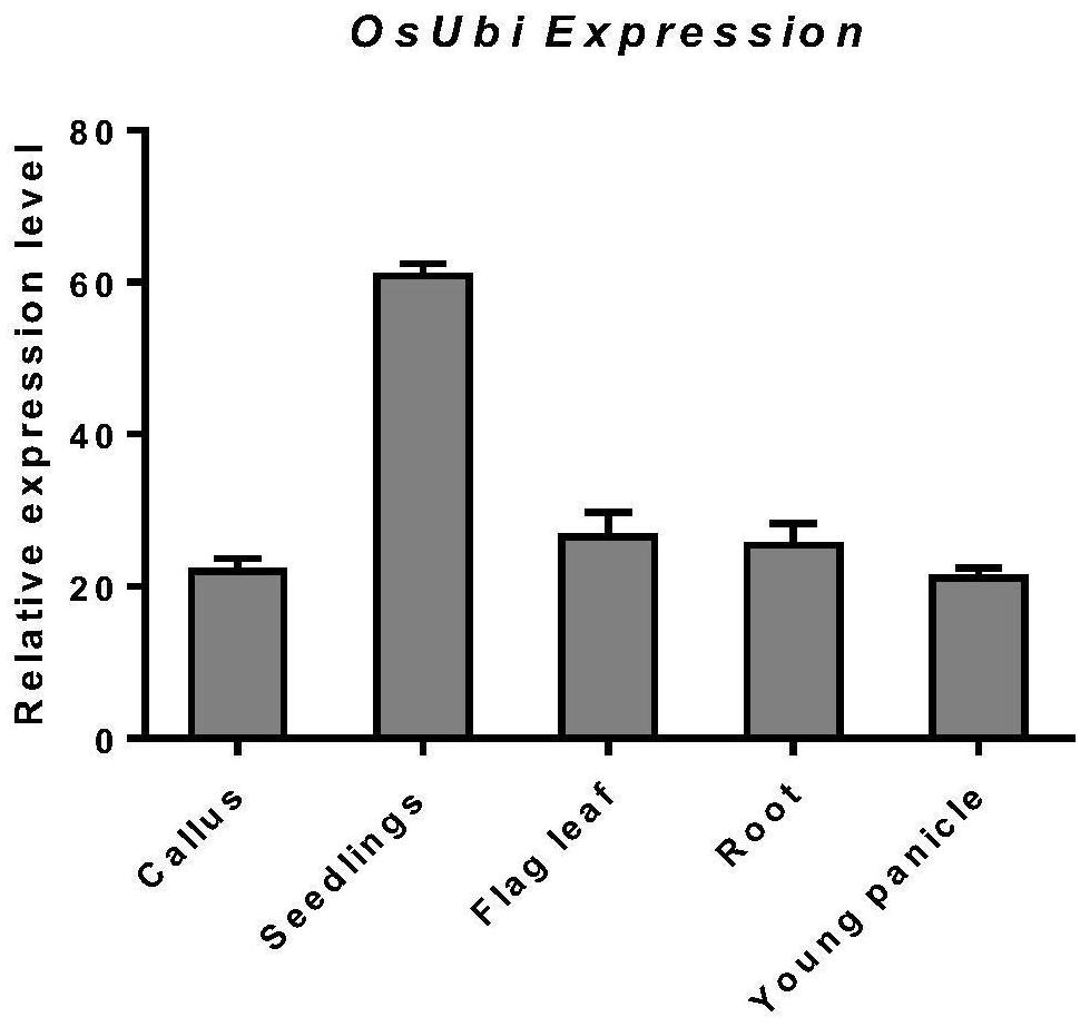 Plant constitutive promoter osubipro and its application