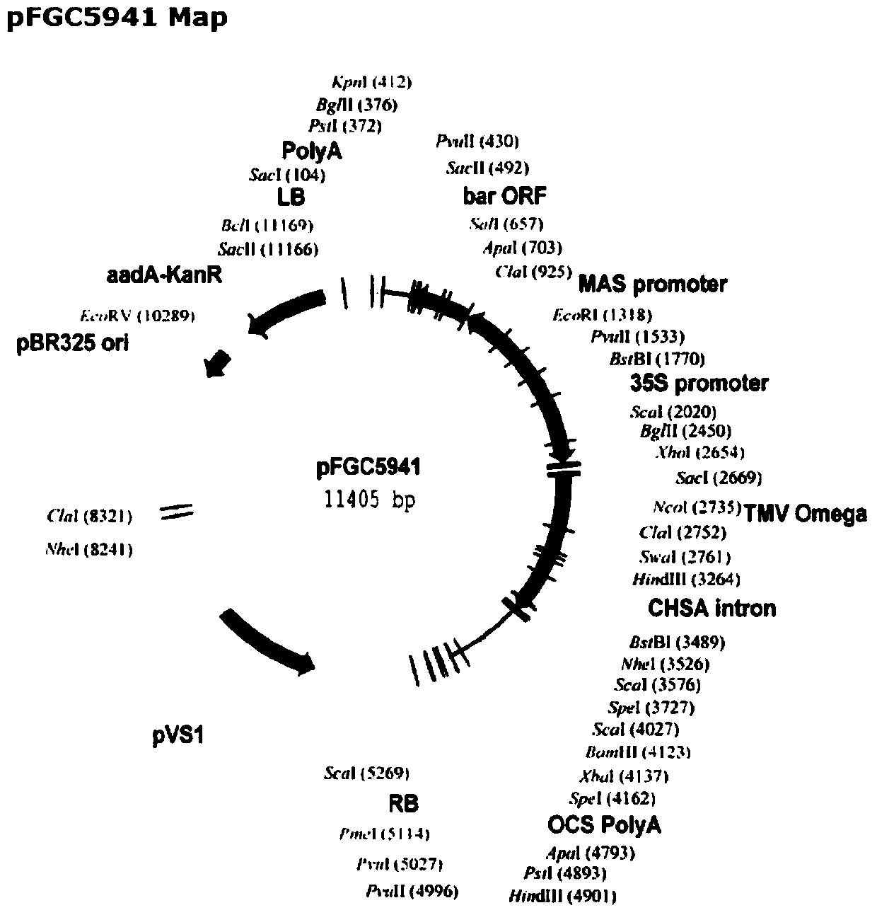 Soybean gene gmacp2, encoded protein and its application for tolerance to low phosphorus