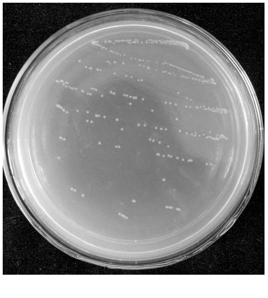 Pseudomonas and microbial flocculant formed by fermenting pseudomonas