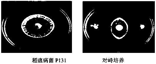 Bacillus pumilus S9 for preventing and treating rice blast