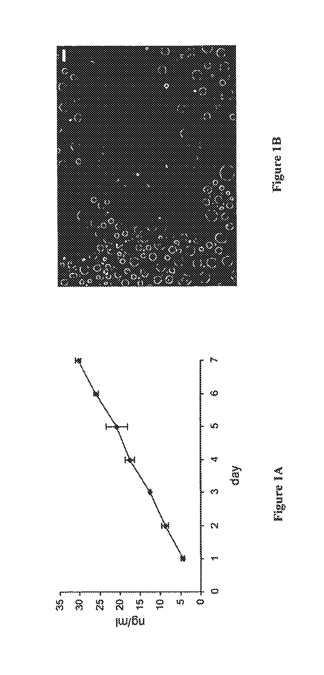 Methods and Compositions for Delivery of Exogenous Factors to Nervous System Sites