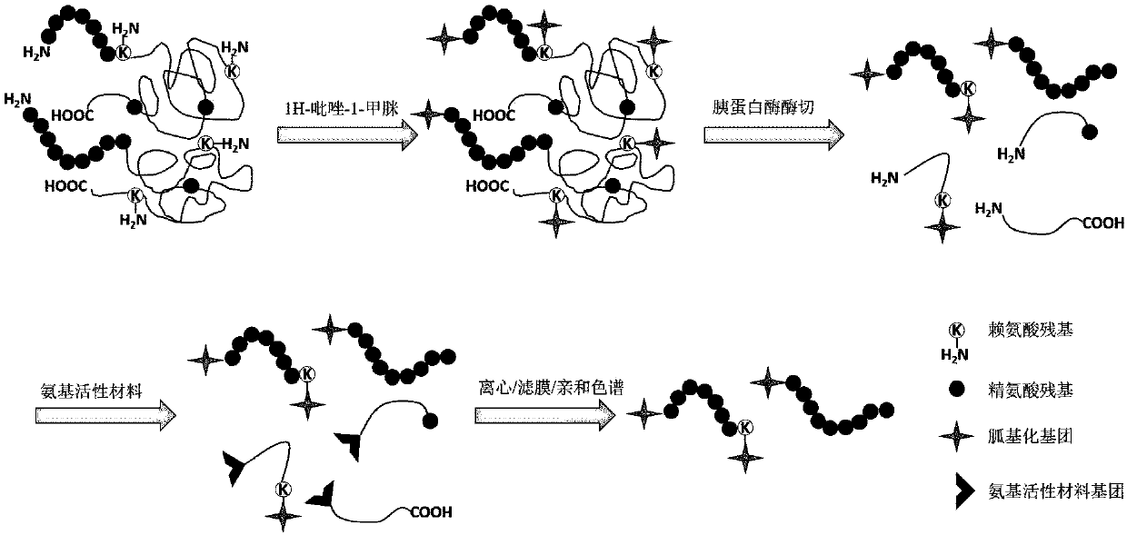 Protein N-terminal peptide fragment reverse enrichment method based on guanidination labeling