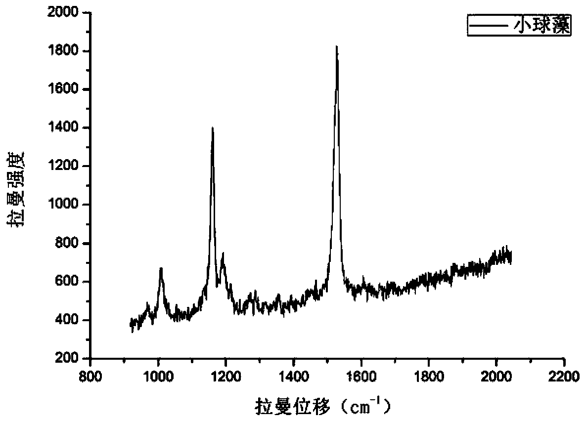 Alga sort classification identification method based on Raman spectroscopy technique