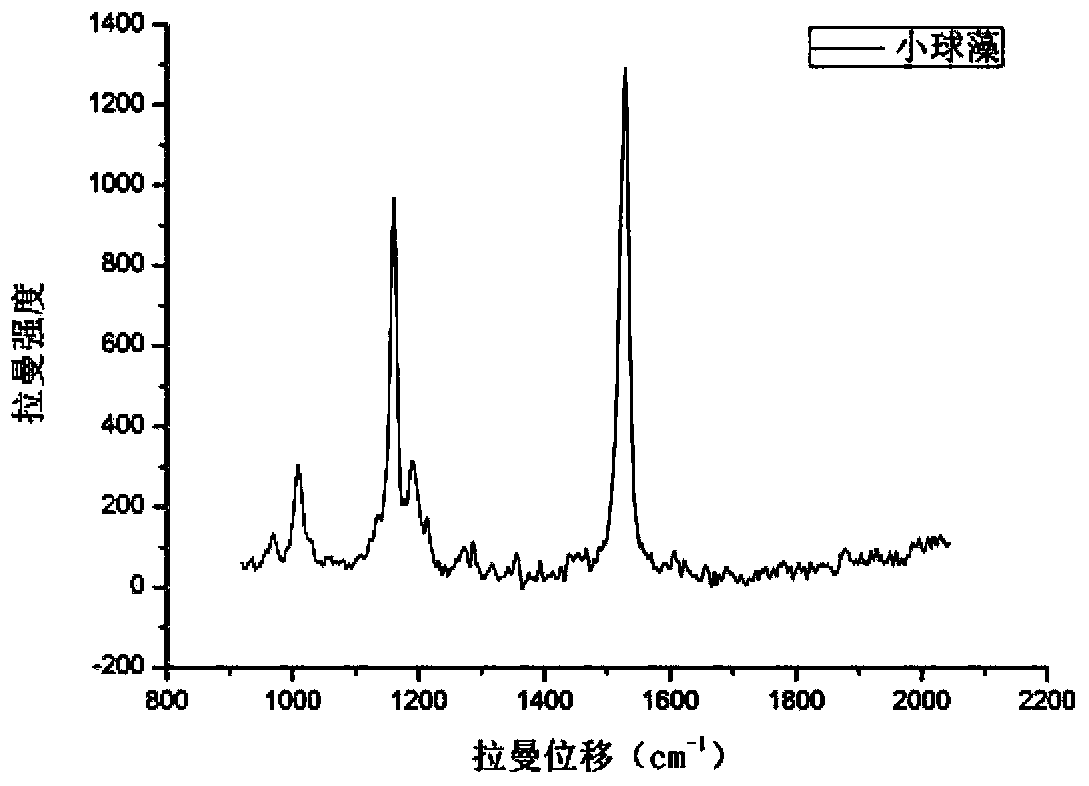 Alga sort classification identification method based on Raman spectroscopy technique