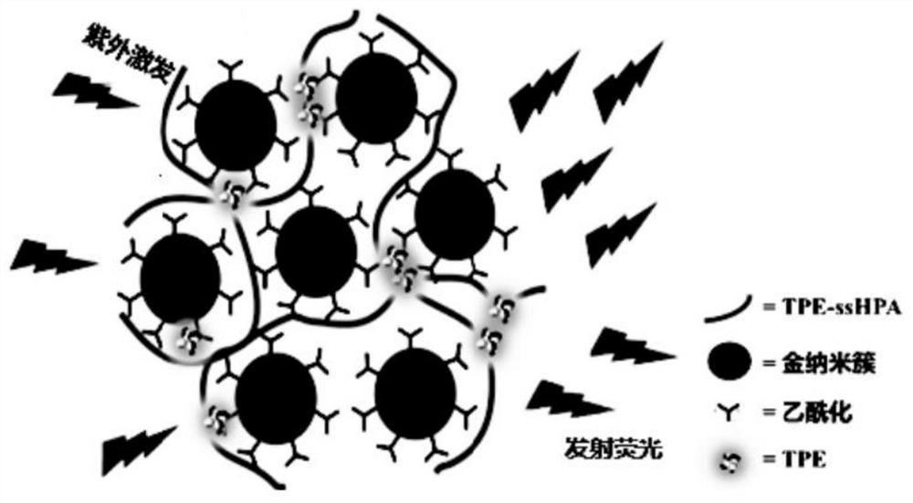 A kind of preparation method and application of AIE type hyperbranched polymer gold cluster material