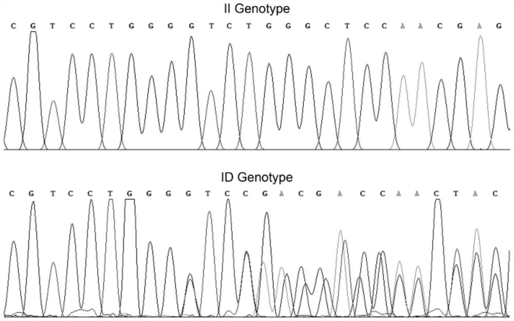 Complete sequence of porcine BMP7 gene 3'-UTR, mutation sites associated with reproductive traits and application of mutation sites