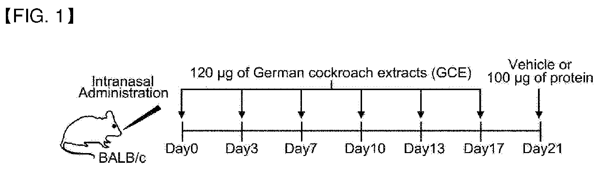 Pharmaceutical composition for preventing or treating inflammatory respiratory disease containing fusion protein in which cell-penetrating peptide and ctctla4 peptide are fused as active ingredient