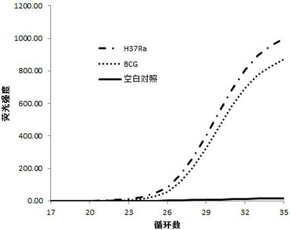 Primer set for detection of Mycobacterium tuberculosis and its resistance to pyrazinamide